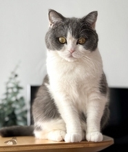 『後ろ足を伸ばしてテレビを見る赤ちゃん猫』が、１年後……まさかの光景が素敵すぎると425万表示「世界遺産級」「デカくなってる」