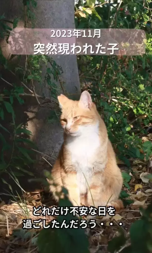 工事の騒音が響く現場に突然現れた『悲しそうな野良猫』が、約1年後…思わず泣ける『感動の瞬間』に「泣いた泣いた」「本当にありがとう」の声
