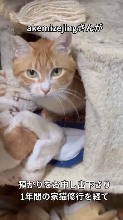 工事の騒音が響く現場に突然現れた『悲しそうな野良猫』が、約1年後…思わず泣ける『感動の瞬間』に「泣いた泣いた」「本当にありがとう」の声