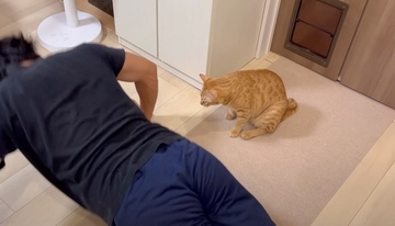 腕立て伏せをしていた夫に……猫がとった『まさかの行動』に爆笑する人が続出「腹筋と何が違うのかｗｗ」「むしりに行ってるｗ」