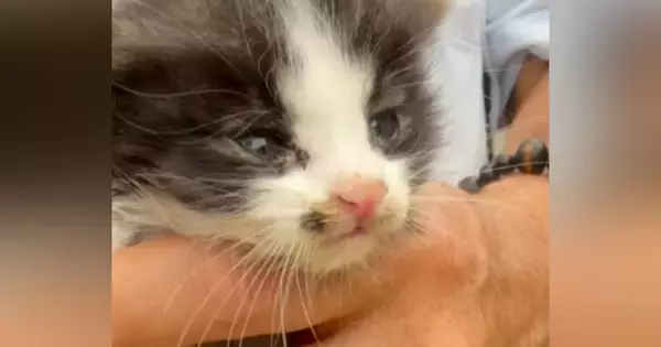 ほとんど反応がなかった『衰弱しきった子猫』→３日が経過すると…涙が止まらない『見違える変化』に「よく頑張った」「本当にありがとう」