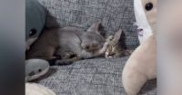 保護猫をお迎えしてわずか1時間後…ソファの上を見てみると→まさかの光景が91万再生「幸せな気分になった」「可愛すぎて癒される」