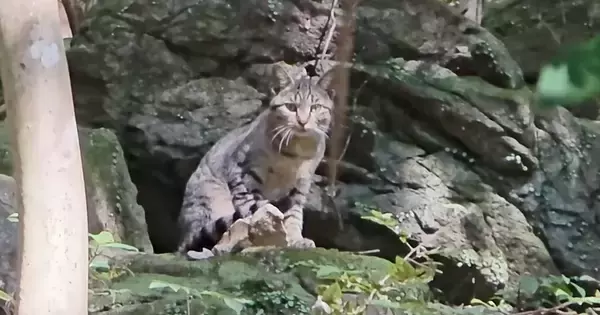 『また捨てられた』山のなかにいたひとりぼっちの猫を保護→優しく愛情を注ぐと…少しずつ変化していく様子に感動「涙が出てくる」「よく頑張った」