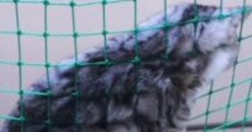 階段の落下防止用ネットの上でくつろぐ猫→『下から見ると』…たまらなく可愛い『絶景』が81万再生「思わず声出た」「お腹触りたすぎる」