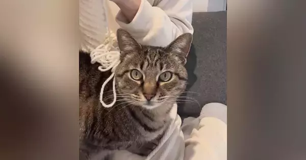 寒い冬、ママが手作りした『ニット帽』をかぶせてもらった猫→『気に入った？』と聞かれると…尊い光景が52万再生「可愛すぎて泣けてくる」