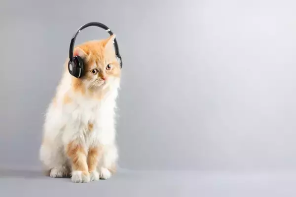 猫が『音楽』を聴くことで期待される効果2つ　曲選びのポイントや注意点もご紹介