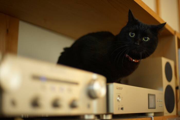 猫が『音楽』を聴くことで期待される効果2つ　曲選びのポイントや注意点もご紹介