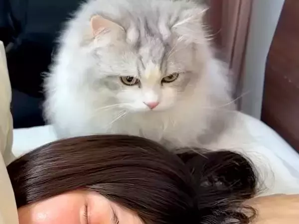 深夜３時半、ぐっすり寝ているママ→猫たちが起こそうとして…予想外な『容赦ない行動』に「大胆な起こし方にワロタ」「連携お見事」と反響