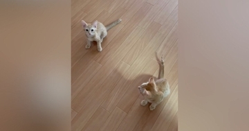 『ニャオー』と鳴いていた兄猫→となりにいた『妹猫の鳴き声』を聞くと…尊すぎる瞬間が22万再生「おチビ特有のやつｗ」「何回も聞いたｗ」