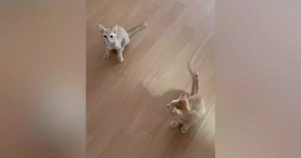『ニャオー』と鳴いていた兄猫→となりにいた『妹猫の鳴き声』を聞くと…尊すぎる瞬間が22万再生「おチビ特有のやつｗ」「何回も聞いたｗ」