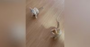 『ニャオー』と鳴いていた兄猫→となりにいた『妹猫の鳴き声』を聞くと…尊すぎる瞬間が22万再生「おチビ特有のやつｗ」「何回も聞いたｗ」