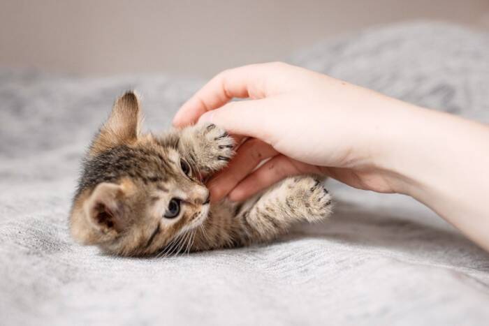 猫を『衝動飼い』すると起こりうるトラブル5つ　慎重に考えるべき理由や飼い主に必要な覚悟