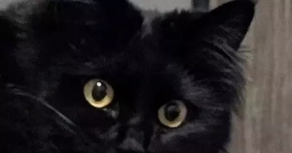 振り向いた黒猫→ペロリと『舌を出した瞬間』に撮影したら、『口元』が…まさかすぎる光景に笑う人が続出「むちゅーって感じｗ」「可愛いｗ」