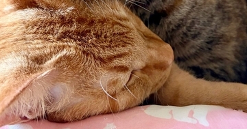 兄弟を毛づくろいしていた猫→途中で眠くなってしまい…幸せすぎる『お昼寝風景』に「かわいい光景だなぁ」「ラブラブだね」と33万表示