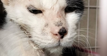 ボロボロだった野良猫を保護して１年…同じ猫とは思えない『現在の光景』に感動の声「幸せにしてくれてありがとう」「元気になってよかった」