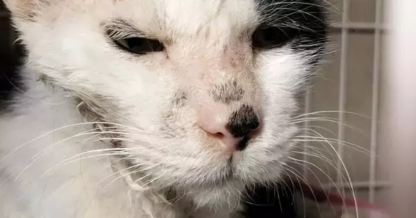 ボロボロだった野良猫を保護して１年…同じ猫とは思えない『現在の光景』に感動の声「幸せにしてくれてありがとう」「元気になってよかった」