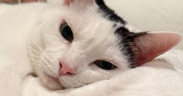 寝転がっている猫に『指を近づけた』結果…まるで充電をしてくれているような光景に1万いいね「しょうがないなぁ感」「私もお願いしたい」