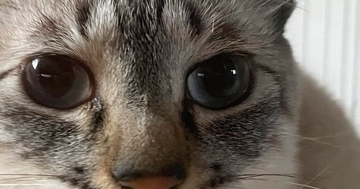 目を大きく見開く猫→『鼻先』をよく見ると、何かがついていて…可愛すぎる瞬間に「ピアスかなｗ」「吹いてしまったｗ」と笑う人が続出