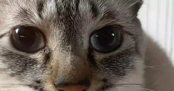 目を大きく見開く猫→『鼻先』をよく見ると、何かがついていて…可愛すぎる瞬間に「ピアスかなｗ」「吹いてしまったｗ」と笑う人が続出