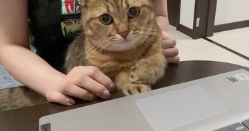 パソコンを見ていたら、猫がそばにやってきて…あまりにも可愛い行動に笑う人が続出「中に人入ってるでしょｗ」「頭が良い子なんだなぁ」