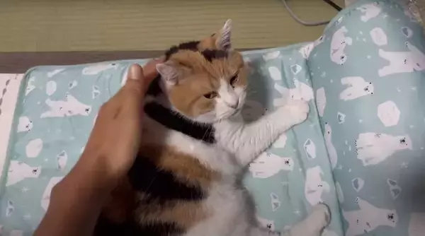 温泉♡三毛猫ちゃん （お腹を触られるのは嫌』な猫…『まさかの対策法 