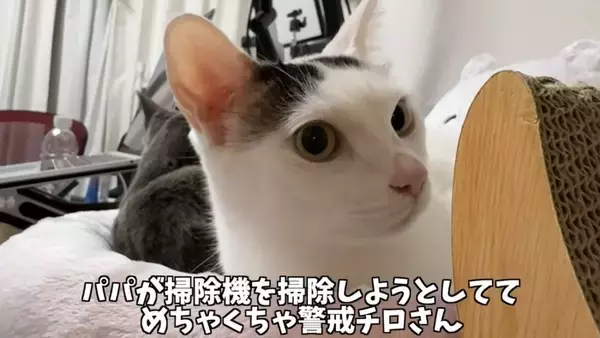 『掃除機が天敵な猫』パパが掃除を始めて…爆笑の『まんまるすぎる表情』が2.7万再生「前世で何が有った…」「可愛いと可哀そうが渋滞ｗ」