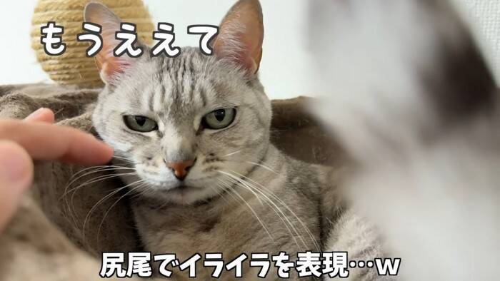 『掃除機が天敵な猫』パパが掃除を始めて…爆笑の『まんまるすぎる表情』が2.7万再生「前世で何が有った…」「可愛いと可哀そうが渋滞ｗ」