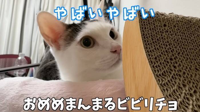 『掃除機が天敵な猫』パパが掃除を始めて…爆笑の『まんまるすぎる表情』が2.7万再生「前世で何が有った…」「可愛いと可哀そうが渋滞ｗ」