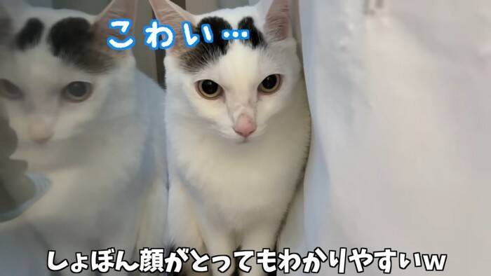 『掃除機が天敵な猫』パパが掃除を始めて…爆笑の『まんまるすぎる表情』が2.7万再生「前世で何が有った…」「可愛いと可哀そうが渋滞ｗ」