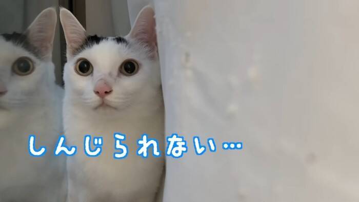 『掃除機が天敵な猫』パパが掃除を始めて…爆笑の『まんまるすぎる表情』が2.7万再生「前世で何が有った…」「可愛いと可哀そうが渋滞ｗ」