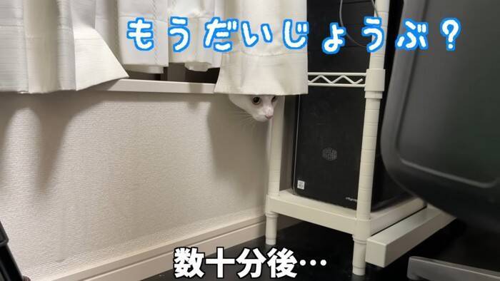 『掃除機が天敵な猫』パパが掃除を始めて…爆笑の『まんまるすぎる表情』が2.7万再生「前世で何が有った…」「可愛いと可哀そうが渋滞ｗ」