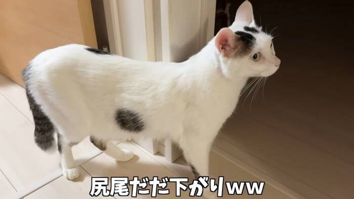 『掃除機が天敵な猫』パパが掃除を始めて…爆笑の『まんまるすぎる表情』が2.7万再生「前世で何が有った…」「可愛いと可哀そうが渋滞ｗ」