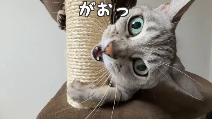 『掃除機が天敵な猫』パパが掃除を始めて…爆笑の『まんまるすぎる表情』が2.7万再生「前世で何が有った…」「可愛いと可哀そうが渋滞ｗ」