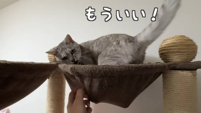 『掃除機が天敵な猫』パパが掃除を始めて…爆笑の『まんまるすぎる表情』が2.7万再生「前世で何が有った…」「可愛いと可哀そうが渋滞ｗ」