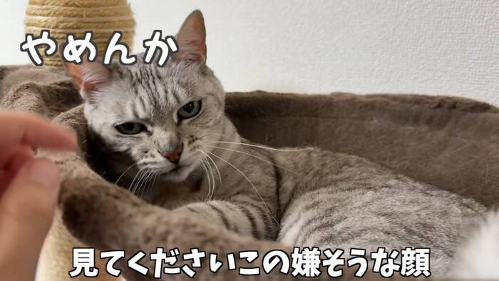 『掃除機が天敵な猫』パパが掃除を始めて…爆笑の『まんまるすぎる表情』が2.7万再生「前世で何が有った…」「可愛いと可哀そうが渋滞ｗ」