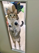 猫の大きなあくびを撮影したら…カメラがとらえた『決定的瞬間』に3万いいねの反響！「折りたたみ式ｗ」「ずっと見てられる」の声