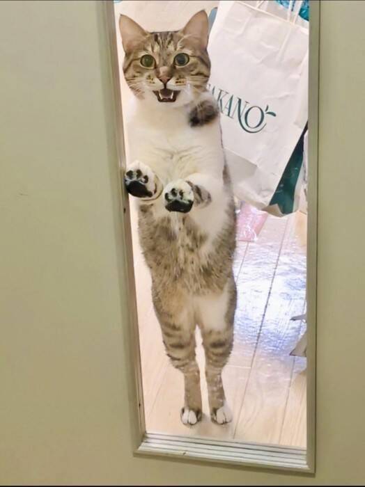 猫の大きなあくびを撮影したら…カメラがとらえた『決定的瞬間』に3万いいねの反響！「折りたたみ式ｗ」「ずっと見てられる」の声