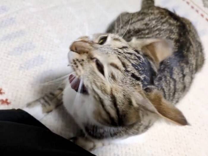 猫の大きなあくびを撮影したら…カメラがとらえた『決定的瞬間』に3万いいねの反響！「折りたたみ式ｗ」「ずっと見てられる」の声