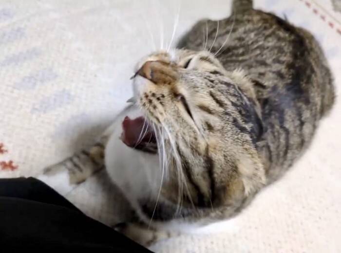 猫の大きなあくびを撮影したら…カメラがとらえた『決定的瞬間』に3万いいねの反響！「折りたたみ式ｗ」「ずっと見てられる」の声