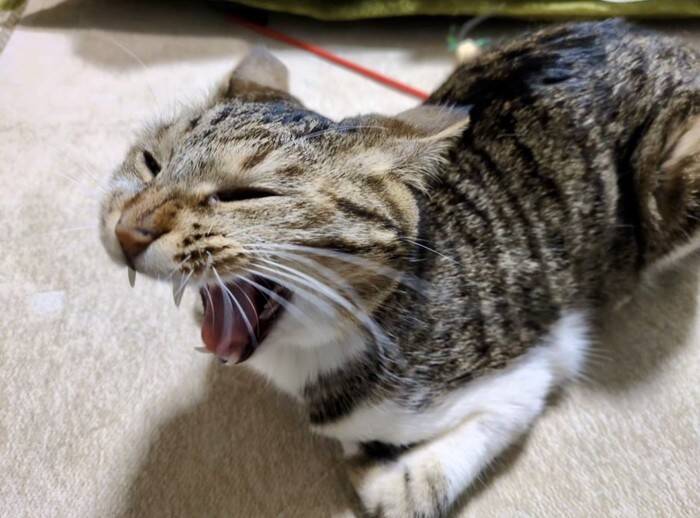 猫の大きなあくびを撮影したら…カメラがとらえた『決定的瞬間』に3万いいねの反響！「折りたたみ式ｗ」「ずっと見てられる」の声