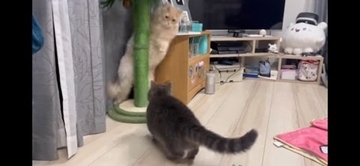 『イタズラを現行犯逮捕された猫』飼い主が説教したら…想定外の『怒りの矛先』に爆笑！「八つ当たりすなww」「本当にいいコンビｗ」