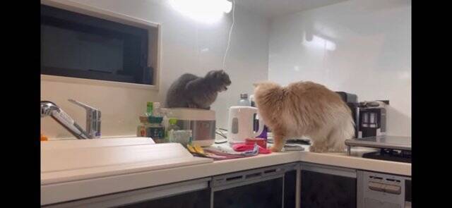 『イタズラを現行犯逮捕された猫』飼い主が説教したら…想定外の『怒りの矛先』に爆笑！「八つ当たりすなww」「本当にいいコンビｗ」