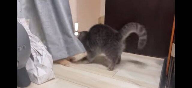 『イタズラを現行犯逮捕された猫』飼い主が説教したら…想定外の『怒りの矛先』に爆笑！「八つ当たりすなww」「本当にいいコンビｗ」