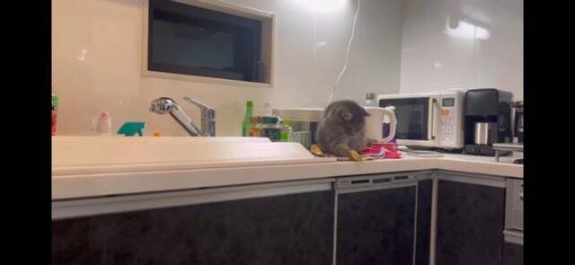 『イタズラを現行犯逮捕された猫』飼い主が説教したら…想定外の『怒りの矛先』に爆笑！「八つ当たりすなww」「本当にいいコンビｗ」