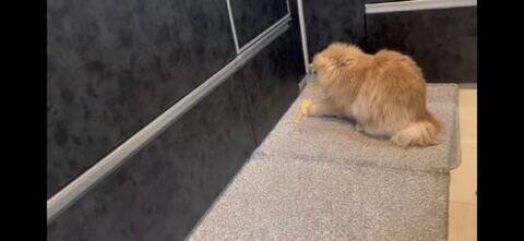 『イタズラを現行犯逮捕された猫』飼い主が説教したら…想定外の『怒りの矛先』に爆笑！「八つ当たりすなww」「本当にいいコンビｗ」