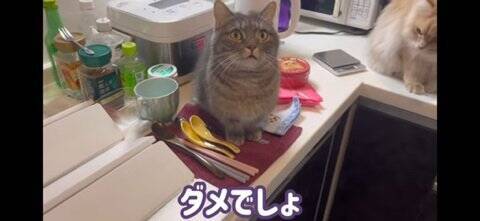 『イタズラを現行犯逮捕された猫』飼い主が説教したら…想定外の『怒りの矛先』に爆笑！「八つ当たりすなww」「本当にいいコンビｗ」
