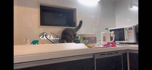 『イタズラを現行犯逮捕された猫』飼い主が説教したら…想定外の『怒りの矛先』に爆笑！「八つ当たりすなww」「本当にいいコンビｗ」