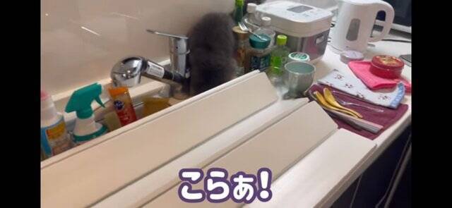 『イタズラを現行犯逮捕された猫』飼い主が説教したら…想定外の『怒りの矛先』に爆笑！「八つ当たりすなww」「本当にいいコンビｗ」