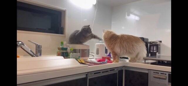 『イタズラを現行犯逮捕された猫』飼い主が説教したら…想定外の『怒りの矛先』に爆笑！「八つ当たりすなww」「本当にいいコンビｗ」