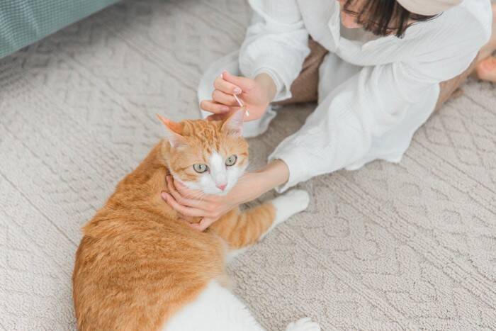 猫が何度も『頭を振っている』ときの原因4つ　病気のリスクから取るべき対処法まで